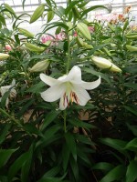 [4236 Casa Blanca VOF TYS No01.JPG]